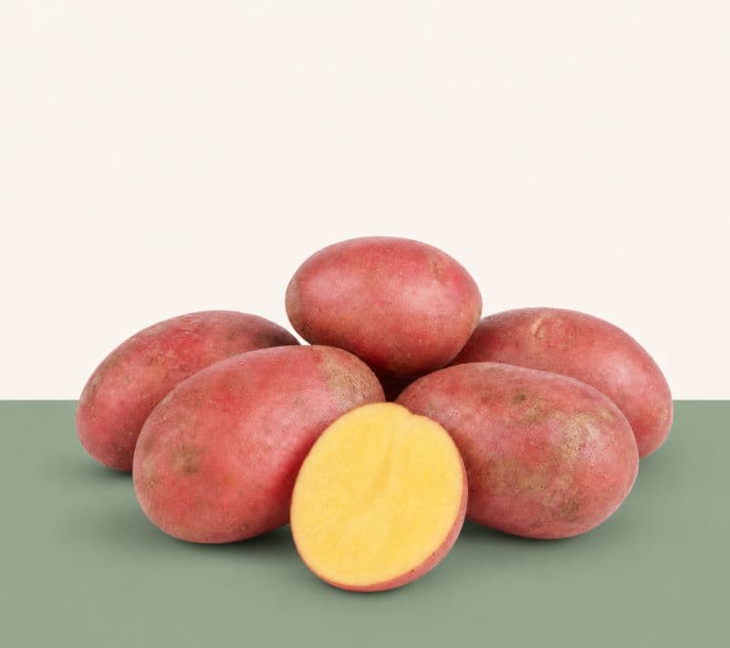 productcard_redsonia04.jpg